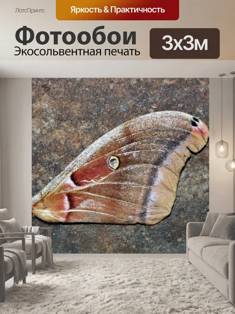 Фотообои Крыло гигантского шелкового мотылька 2