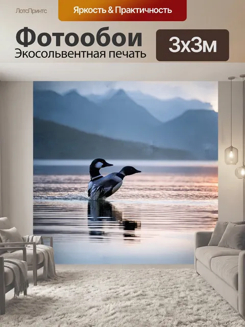 Фотообои на берегу гавиа, гагара эффектно парит над водной гладью, отражая легкий закатный свет
