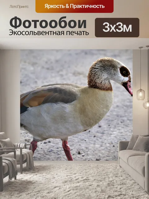 Фотообои Птица