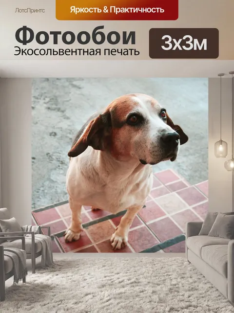 Фотообои Собака