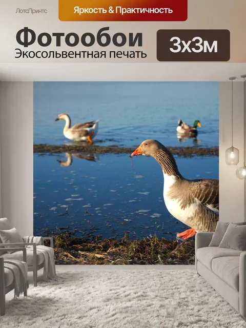 Фотообои Гуси