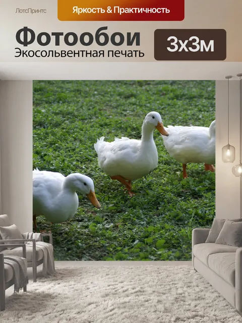 Фотообои Три утки