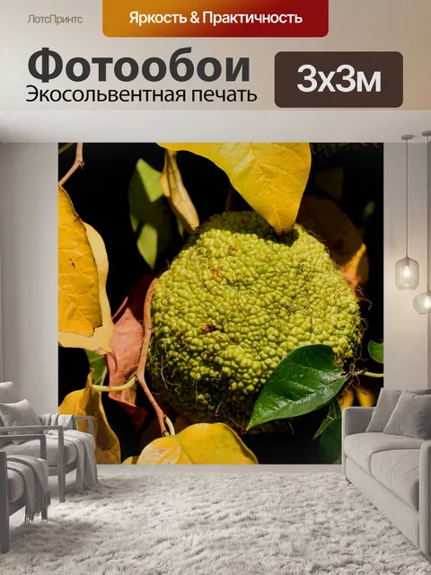 Фотообои Фрукты