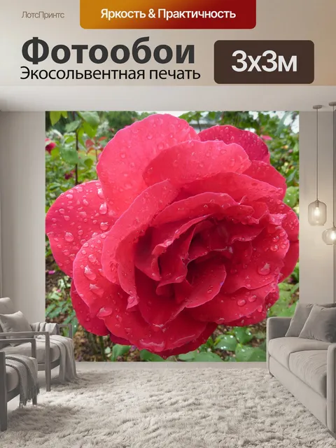 Фотообои Роза