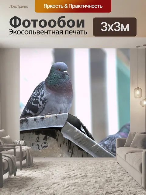 Фотообои Голубь
