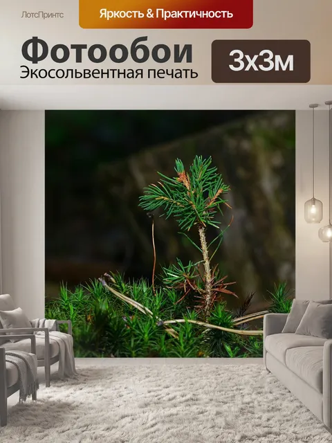 Фотообои Лес
