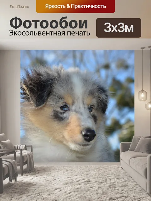 Фотообои Шетландская овчарка