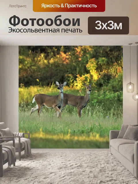 Фотообои Два олени Белого хвоста на рассвете