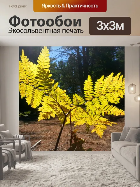 Фотообои Папоротник в лесу