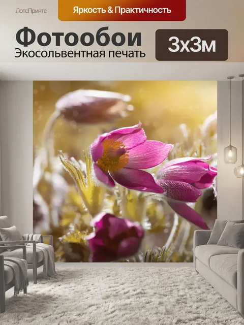 Фотообои Анемоны
