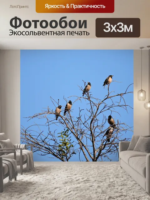 Фотообои Птицы
