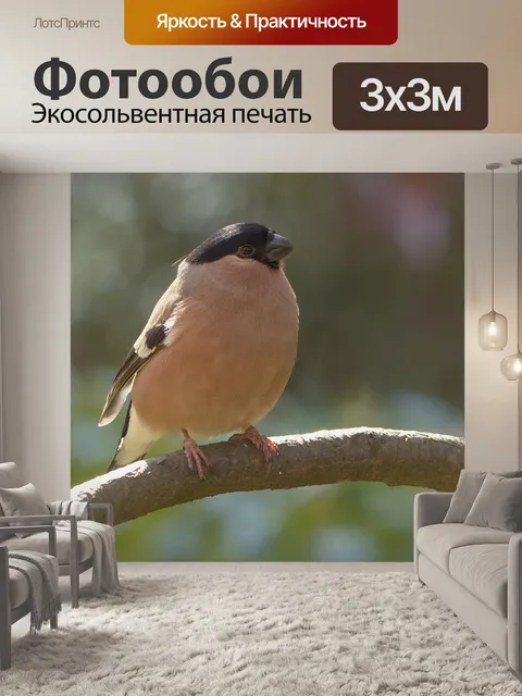 Фотообои Птица
