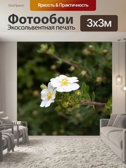 Фотообои Цветы