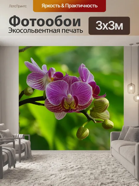Фотообои Фаленопсис