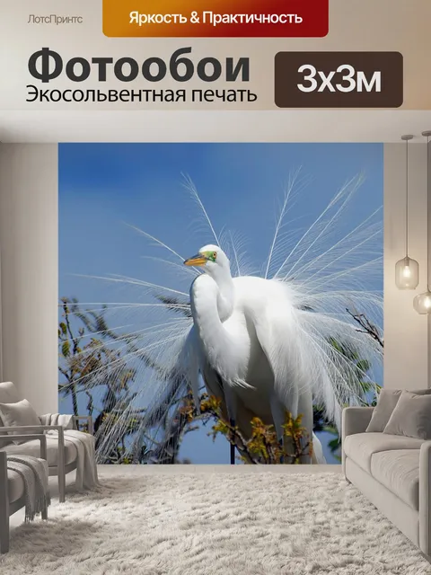 Фотообои Большая белая цапля