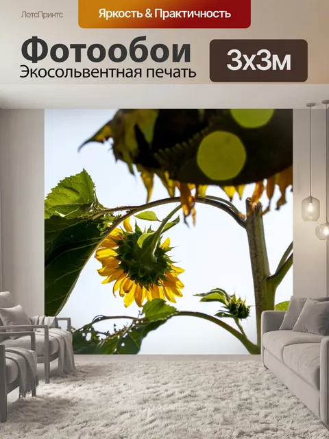 Фотообои Подсолнечное растение