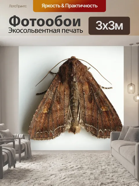 Фотообои Фруктов сова