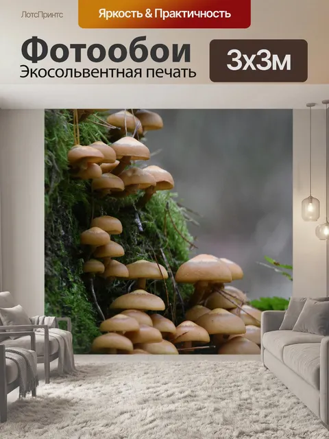 Фотообои Грибы