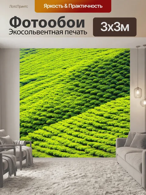 Фотообои поле молодого чая, расположенного на склоне, где листья трясутся от прохлады утреннего ветерка