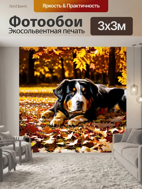 Фотообои на плотном ковре из осенних листьев умиротворенно лежит бернский зенненхунд