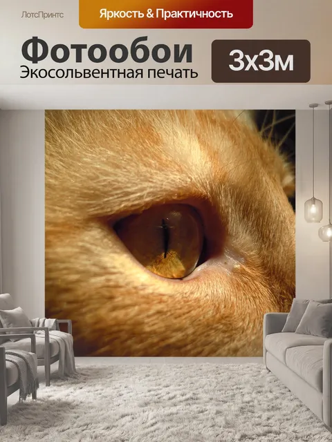 Фотообои Кот