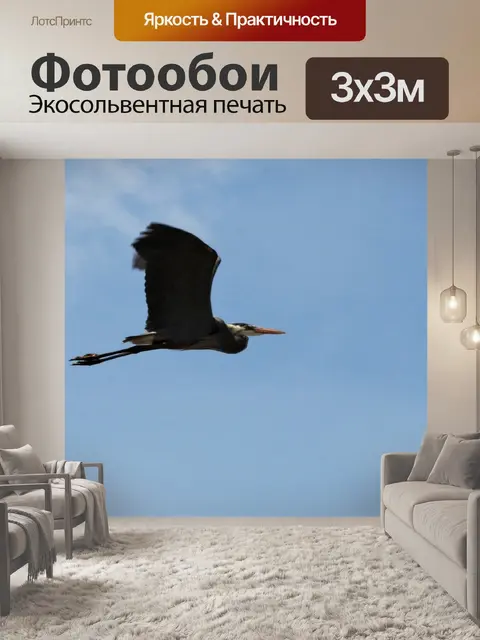 Фотообои Большая голубая цапля в полете