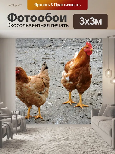 Фотообои Куры