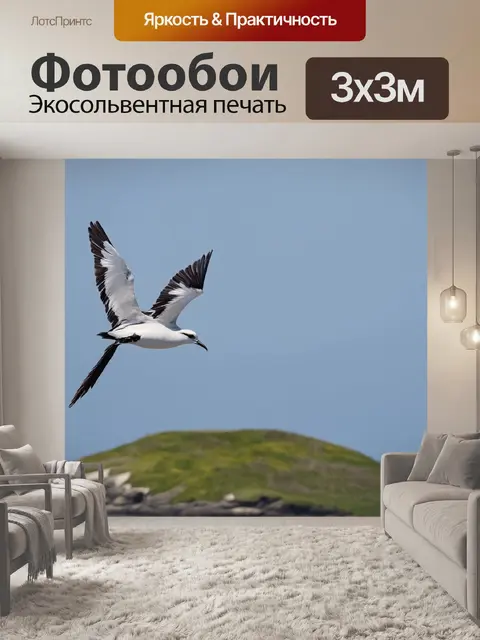 Фотообои птицы, случайно оказывающиеся на ветреном острове, где полет становится настоящим произведением искусства