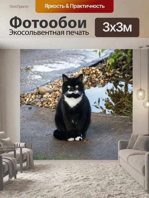 Фотообои Кошка