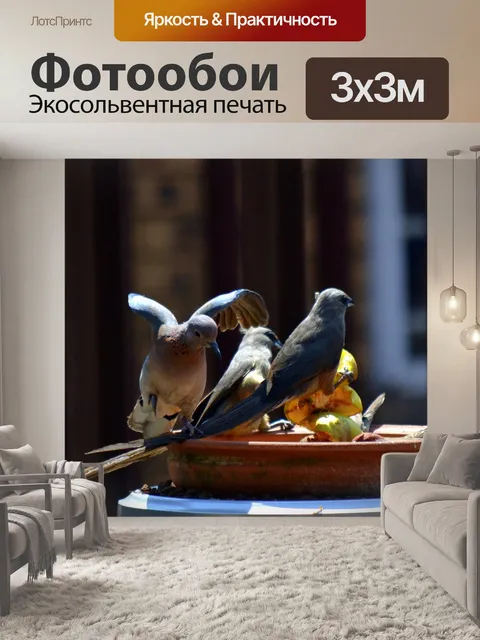 Фотообои Голубь