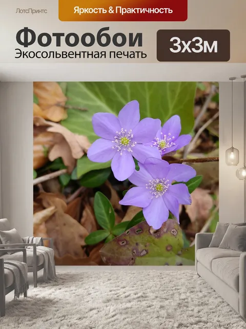 Фотообои Цветы