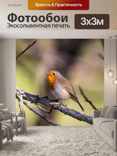 Фотообои Робин, Erithacus rubecula