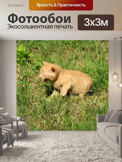 Фотообои Кошка