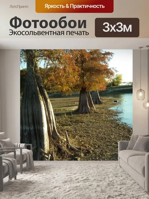 Фотообои Кипарис