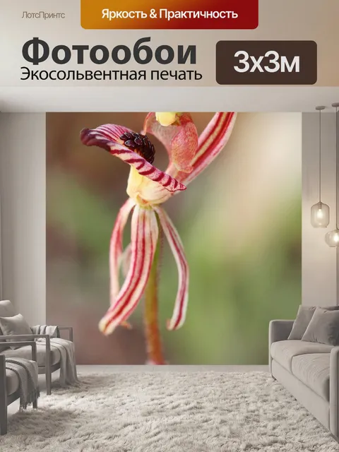 Фотообои Орхидея зебра