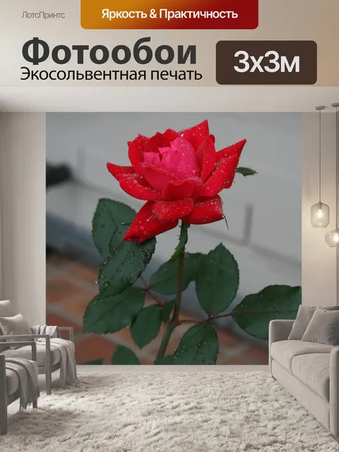 Фотообои Роза