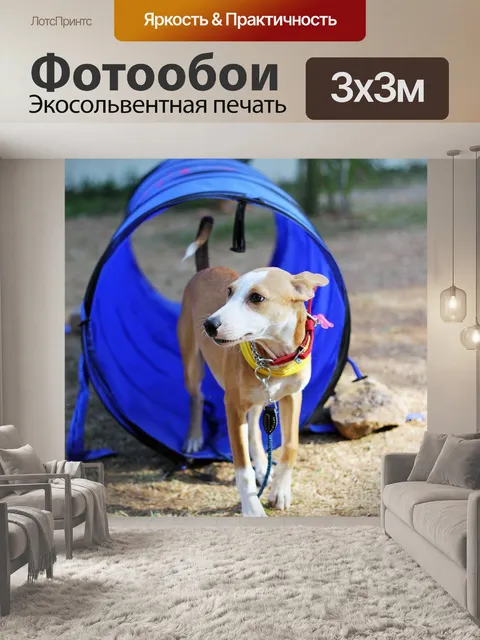 Фотообои Собака