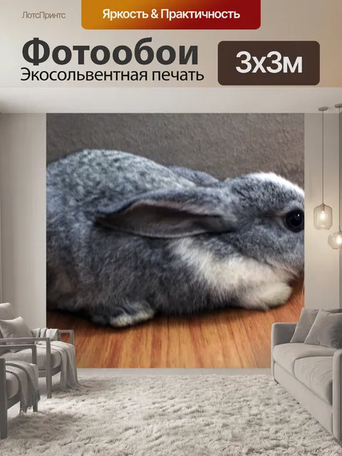 Фотообои кролик