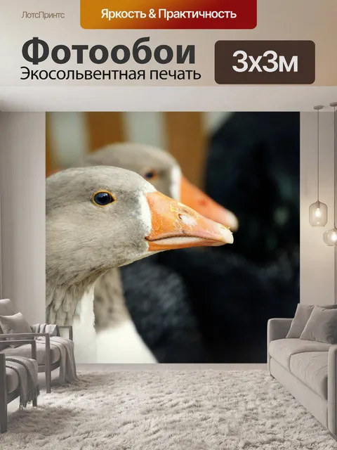 Фотообои Гусь