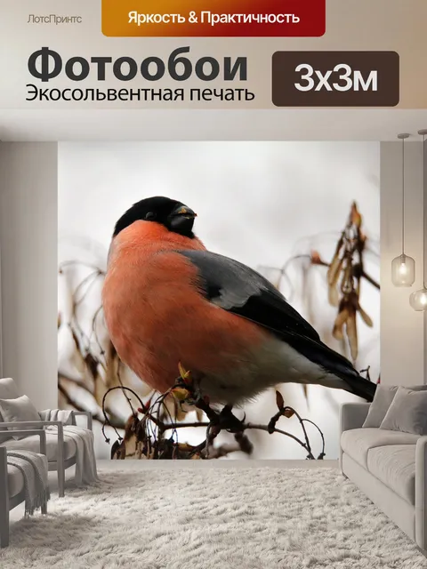 Фотообои Снегирь