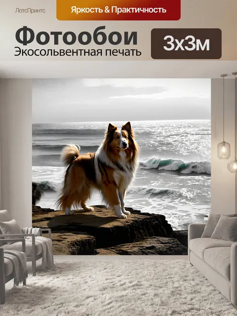 Фотообои грубая колли с густой шерстью, исполненная ощущением мощи, стоит на скале, смотрящая вдаль