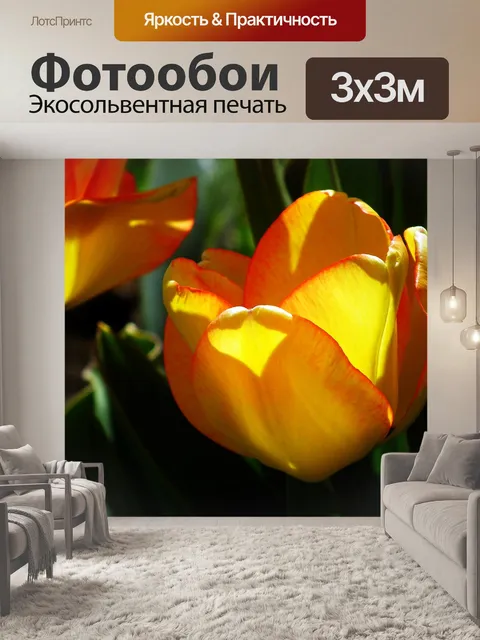 Фотообои Тюльпаны
