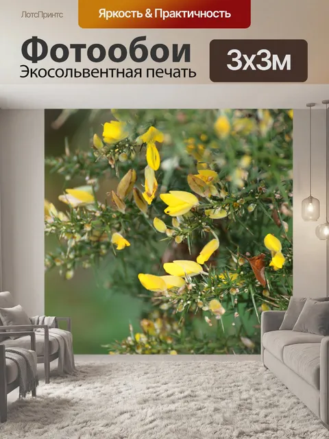 Фотообои Отделение и цветы метлы