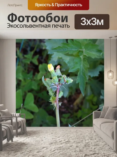 Фотообои Гроздь бутонов на одуванчике