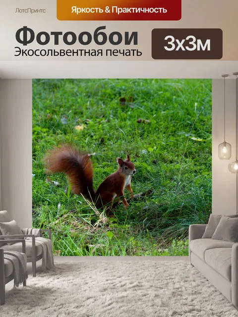 Фотообои Белка