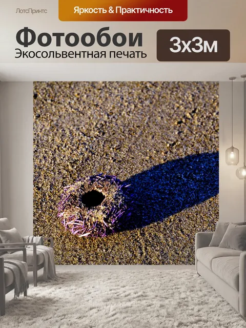 Фотообои Морского ежа Shell