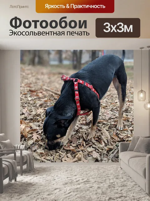 Фотообои Собака