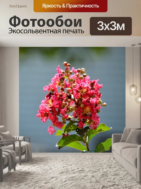 Фотообои Креп Мирт Цветок