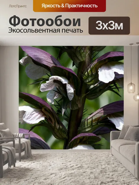 Фотообои Акант