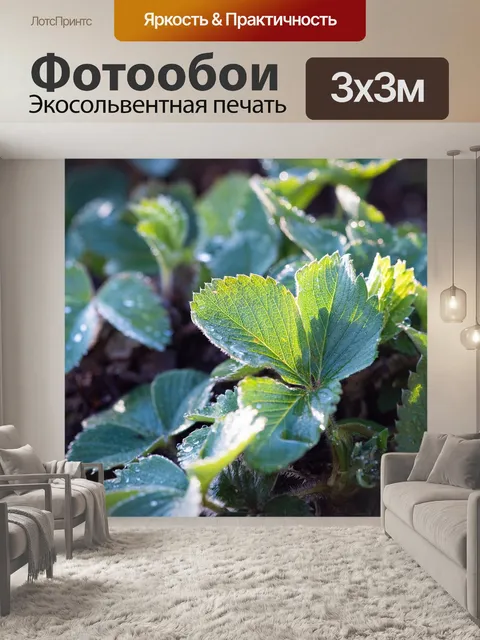 Фотообои Клубника